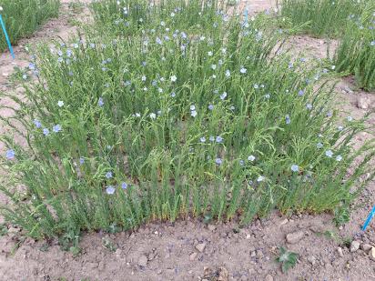 Click for 1 image(s) for this accession.